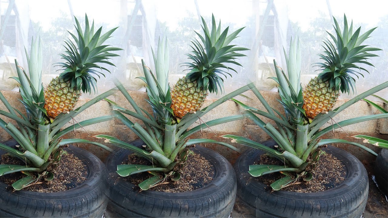 A Simple Guide To Growing Pineapples In Water At Home Garden With Grandma