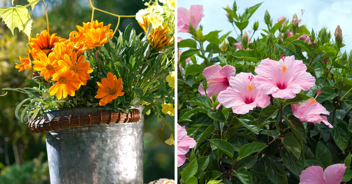 Heat Resistant Plants To Brighten Up Your Balcony And Your Home