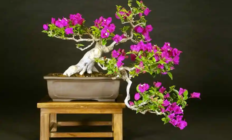 How To Make A Bougainvillea Bloom Step By Step Garden With Grandma