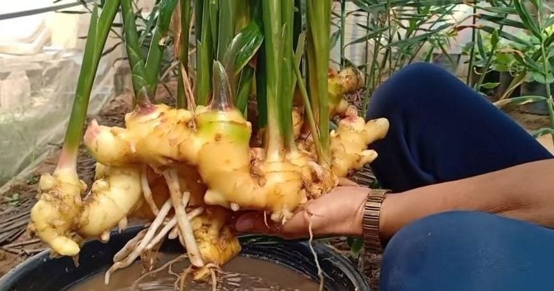 How To Easily Grow Your Own Ginger A Guide To Ginger Cultivation