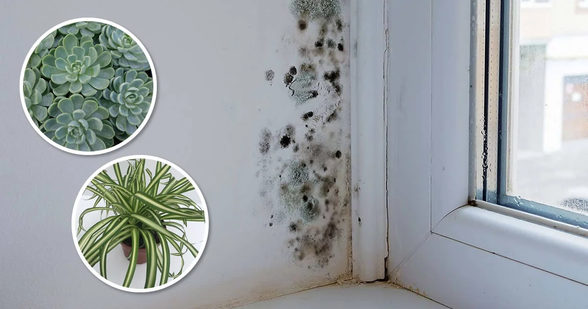 6 Houseplants That Naturally Remove Black Mold from Bathrooms and Walls ...