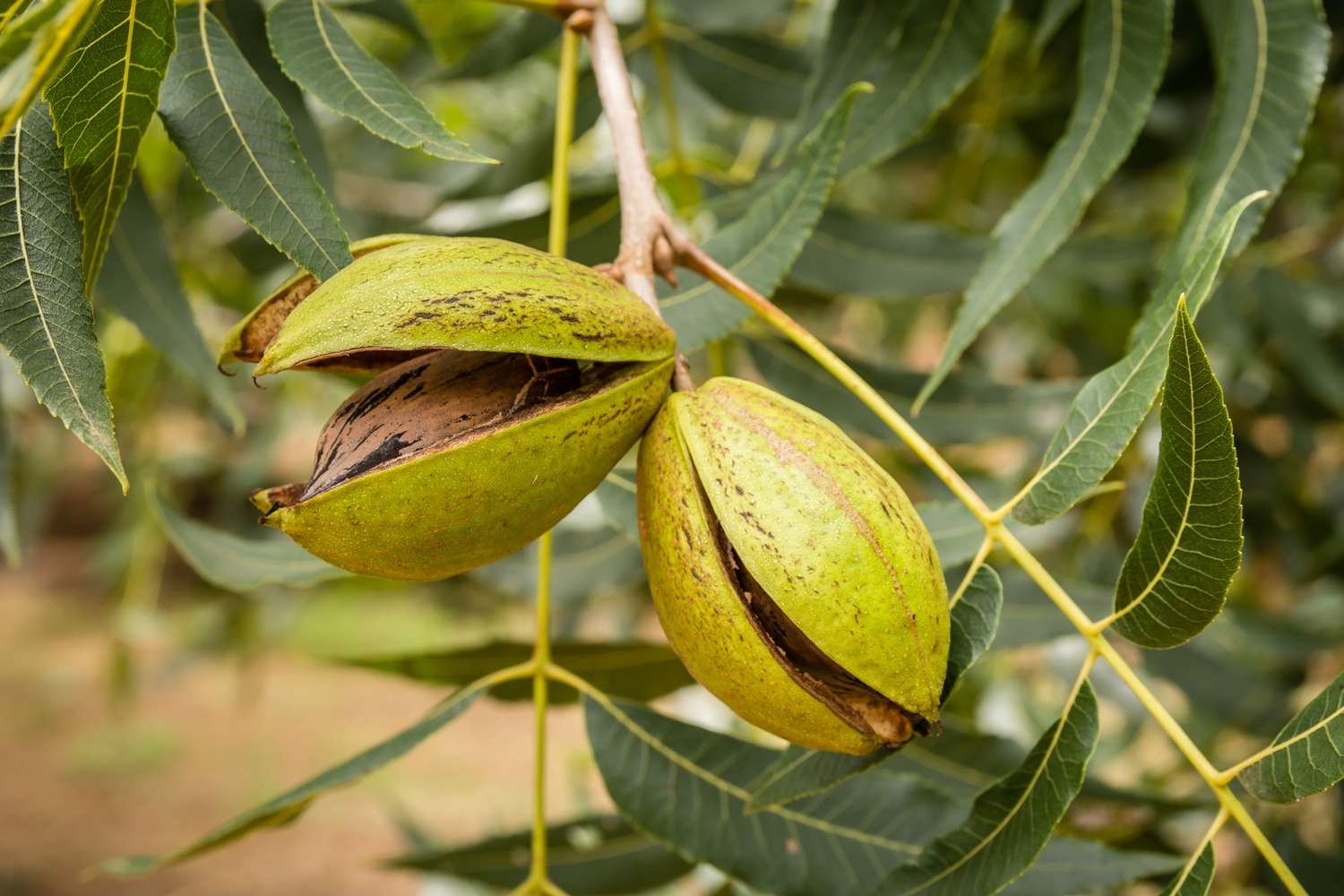 Growing Pecan Nuts from Seeds: A Nutty Adventure - garden with grandma