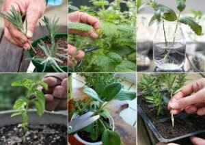 12 Aromatic Herbs easy to Reproduce from cuttings (stems) - garden with ...