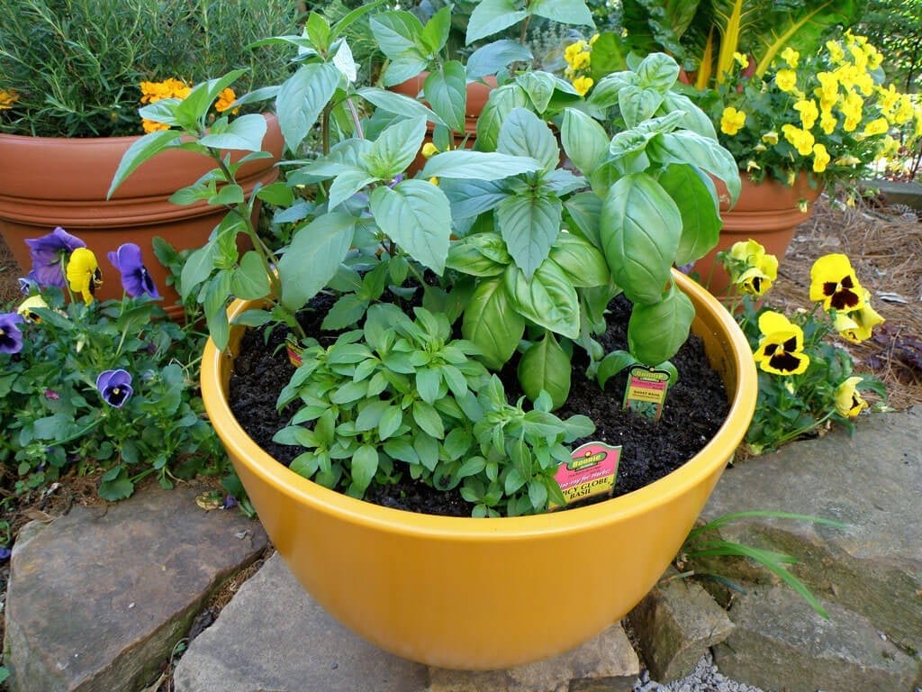 How To Grow Basil Plant From Seeds Garden With Grandma