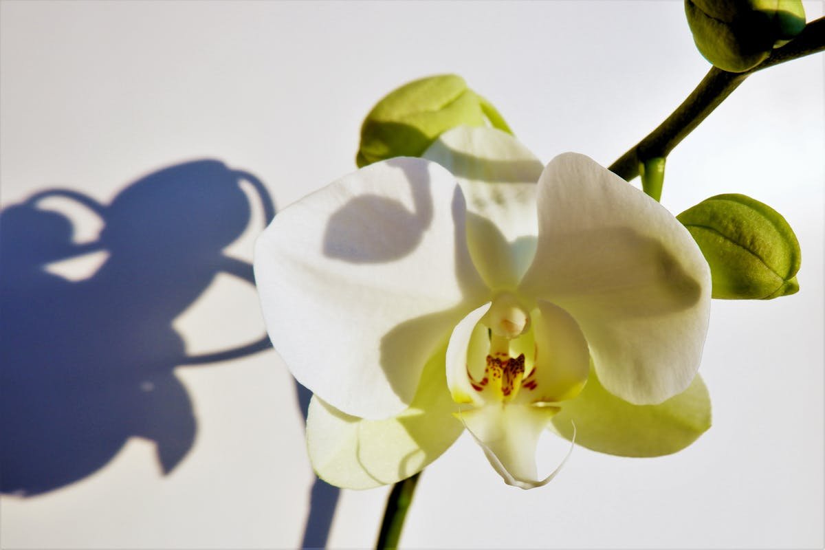 Tips for Keeping the Slipper Plant Blooming and Full of Life