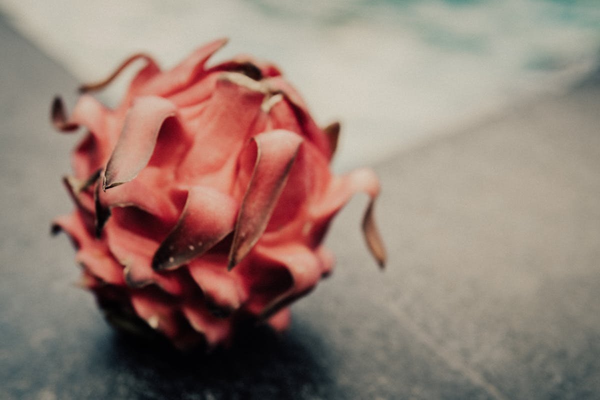 How to plant pitaya: practical and successful tips!