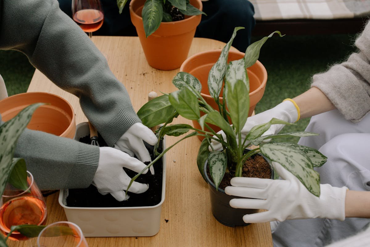 6 Easy Plants That Make Indoor Air Fresher