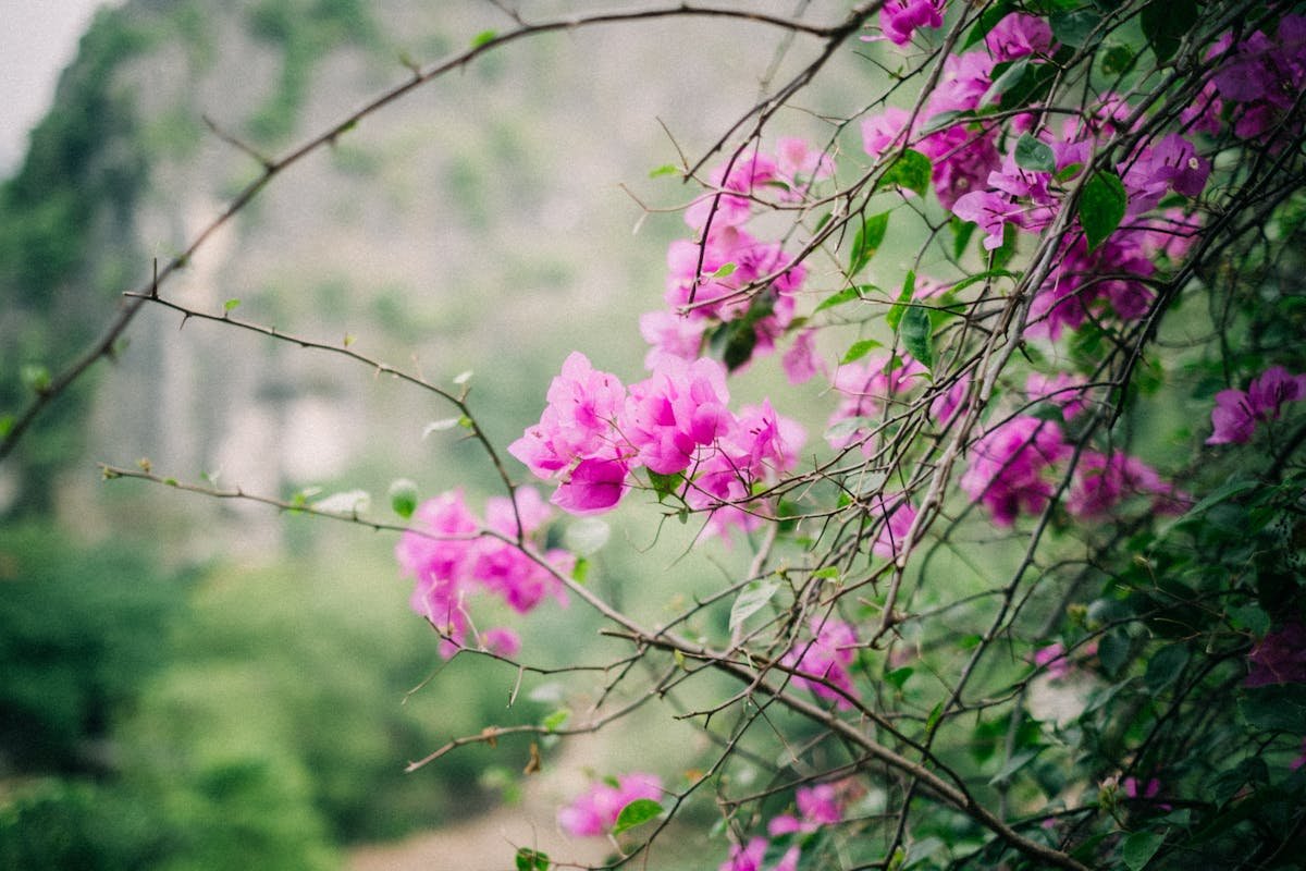 Exotic Climbing Plants That Make Your Garden More Vibrant and Full of Personality