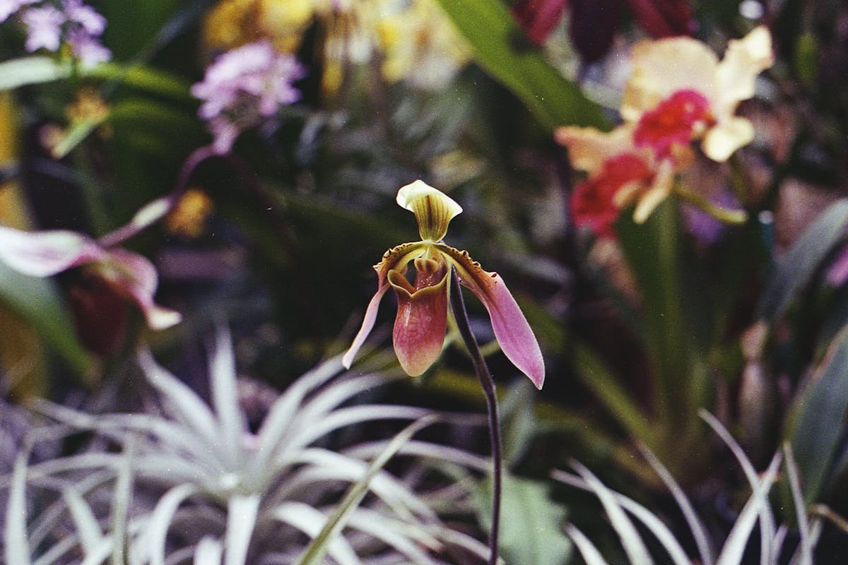 Tips for Keeping the Slipper Plant Blooming and Full of Life