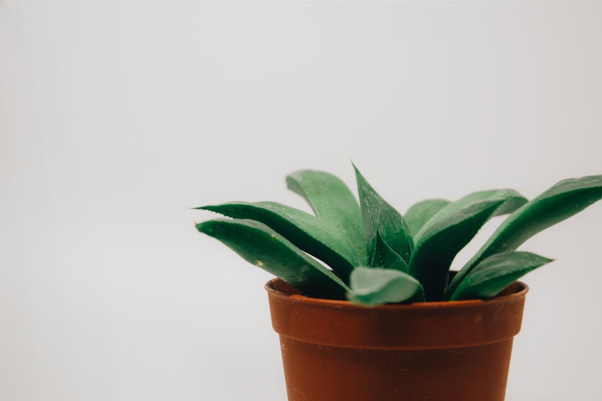 3 plants that bring good luck and also naturally renew the energy of the house