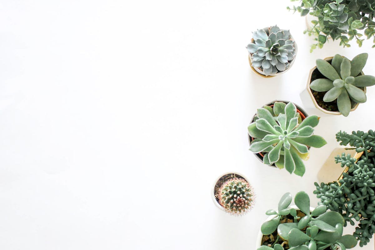 Peanut Cactus: Learn All About This Plant