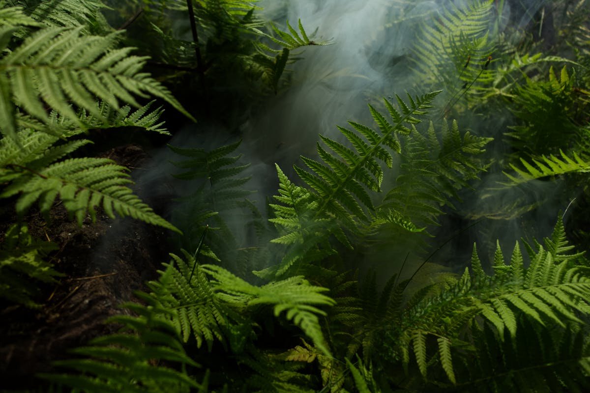Types of ferns: make your home more beautiful!