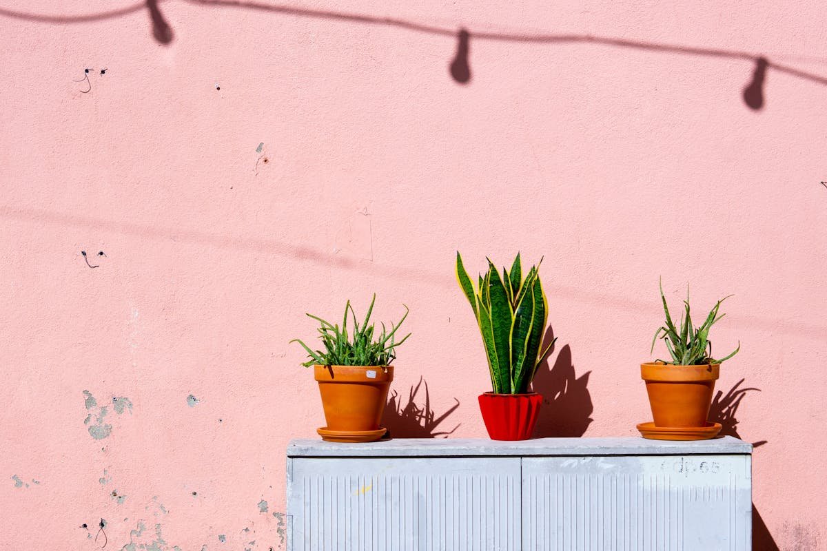 Benefits of Snake Plant: What is it Used for in Home Protection?