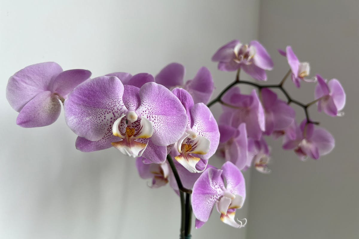 Tips for Keeping the Slipper Plant Blooming and Full of Life