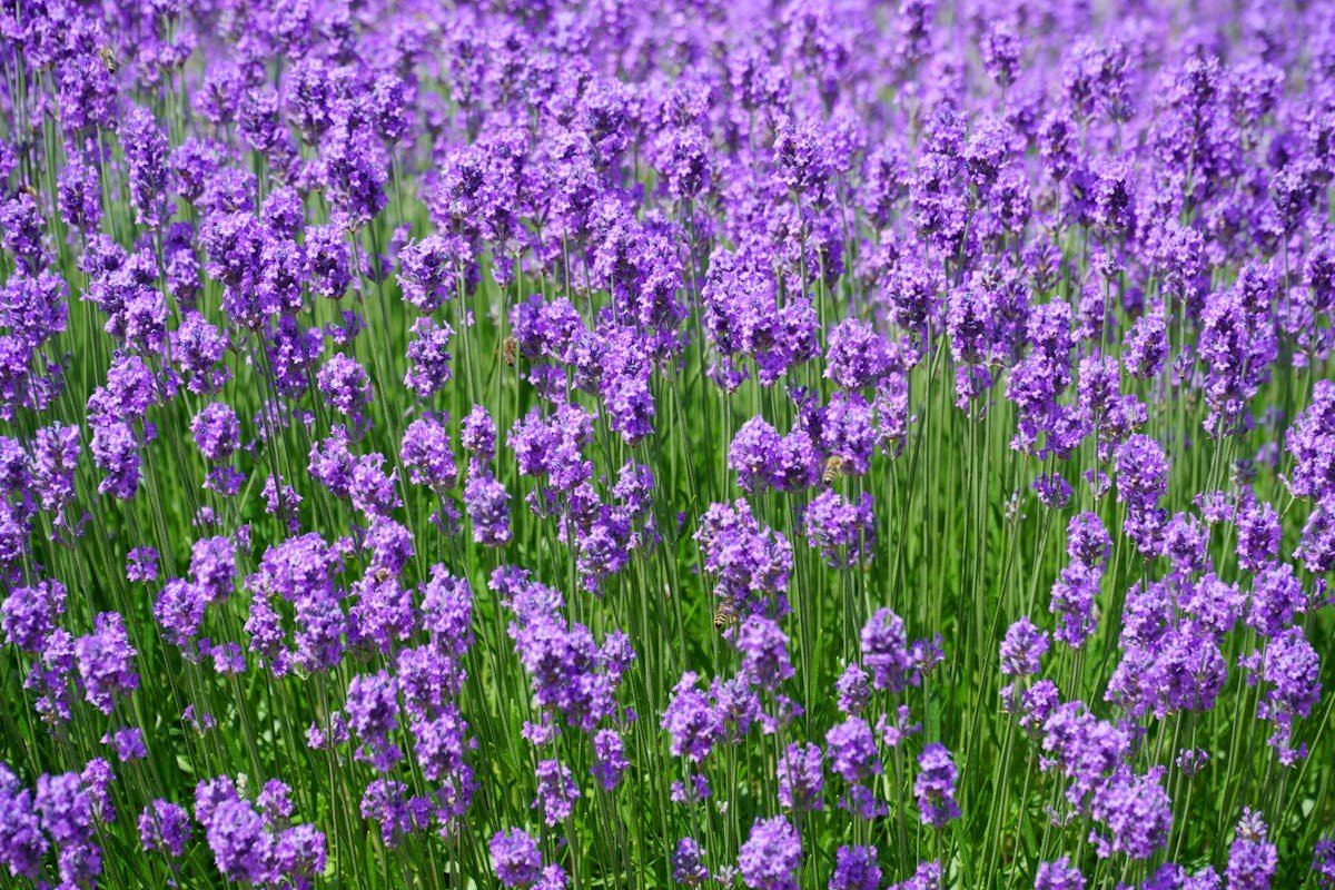 Benefits of Lavender: How can I use it at home and what are its uses?