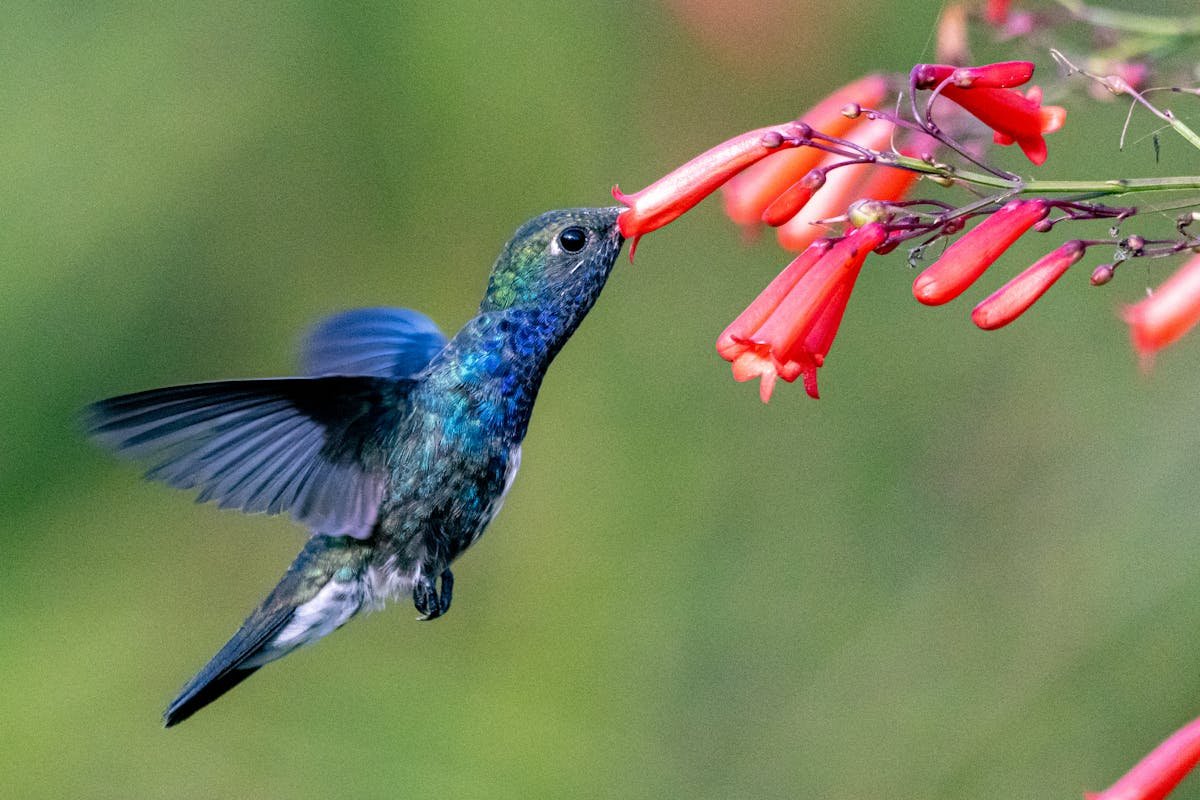 Flowers That Attract Hummingbirds: Create a Living, Enchanting Garden