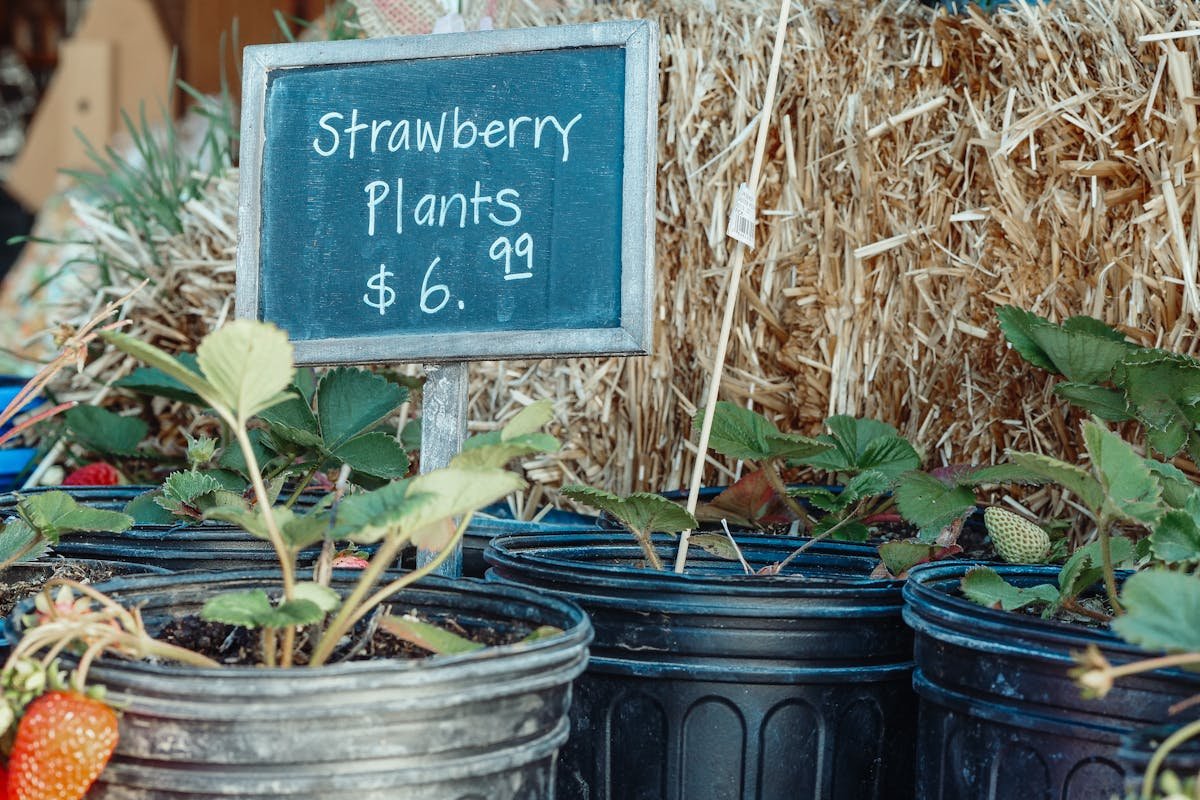 How to plant strawberries at home?