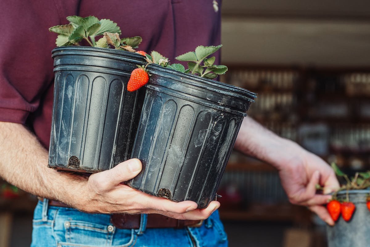 How to plant strawberries at home?
