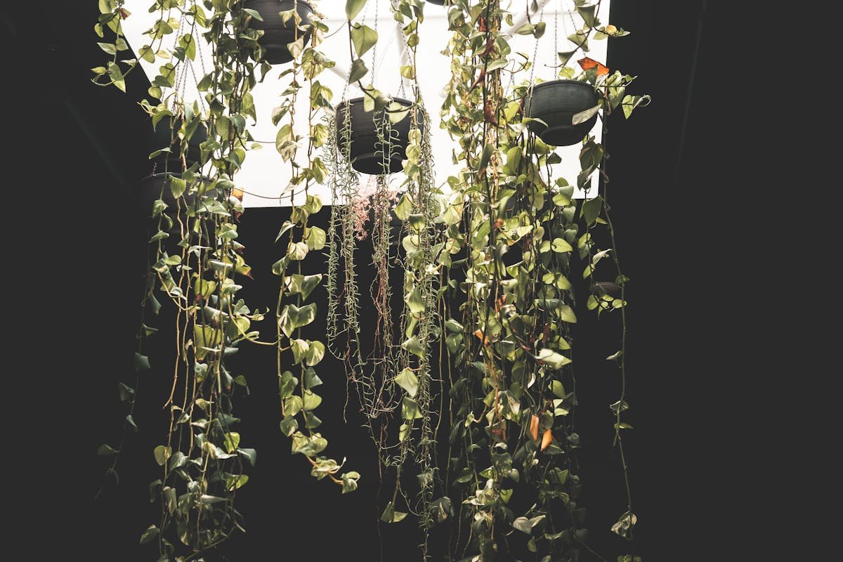 Hanging garden: learn 3 ways to create yours