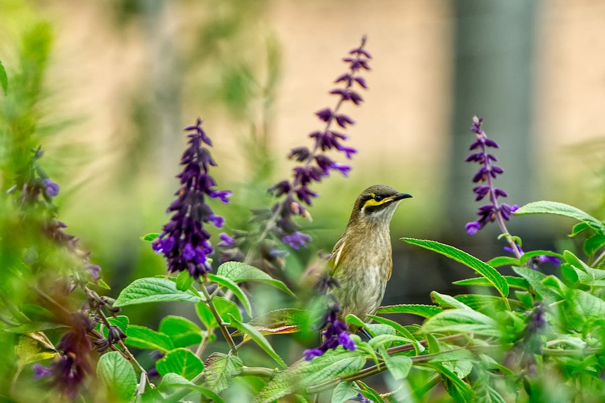 Flowers That Attract Hummingbirds: Create a Living, Enchanting Garden