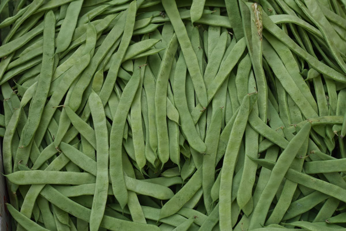 Discover how to plant green beans and always have them fresh on your plate!