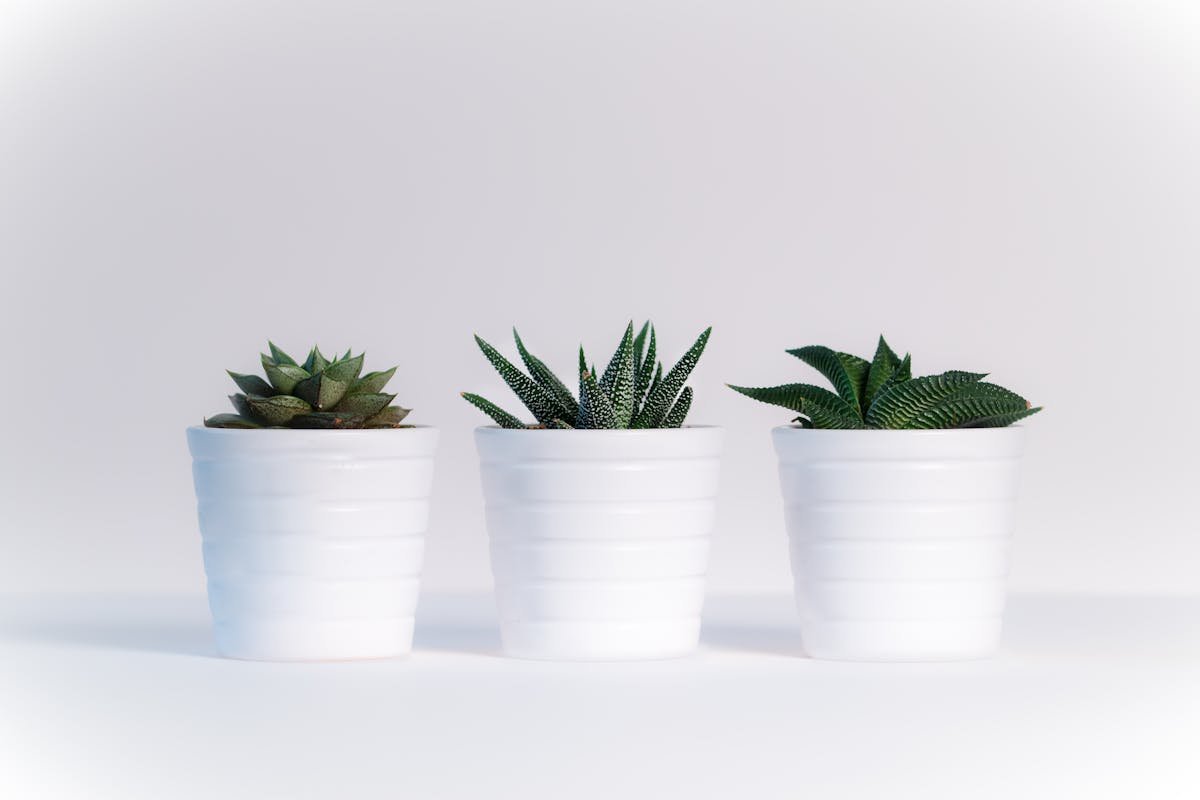 3 plants that bring good luck and also naturally renew the energy of the house
