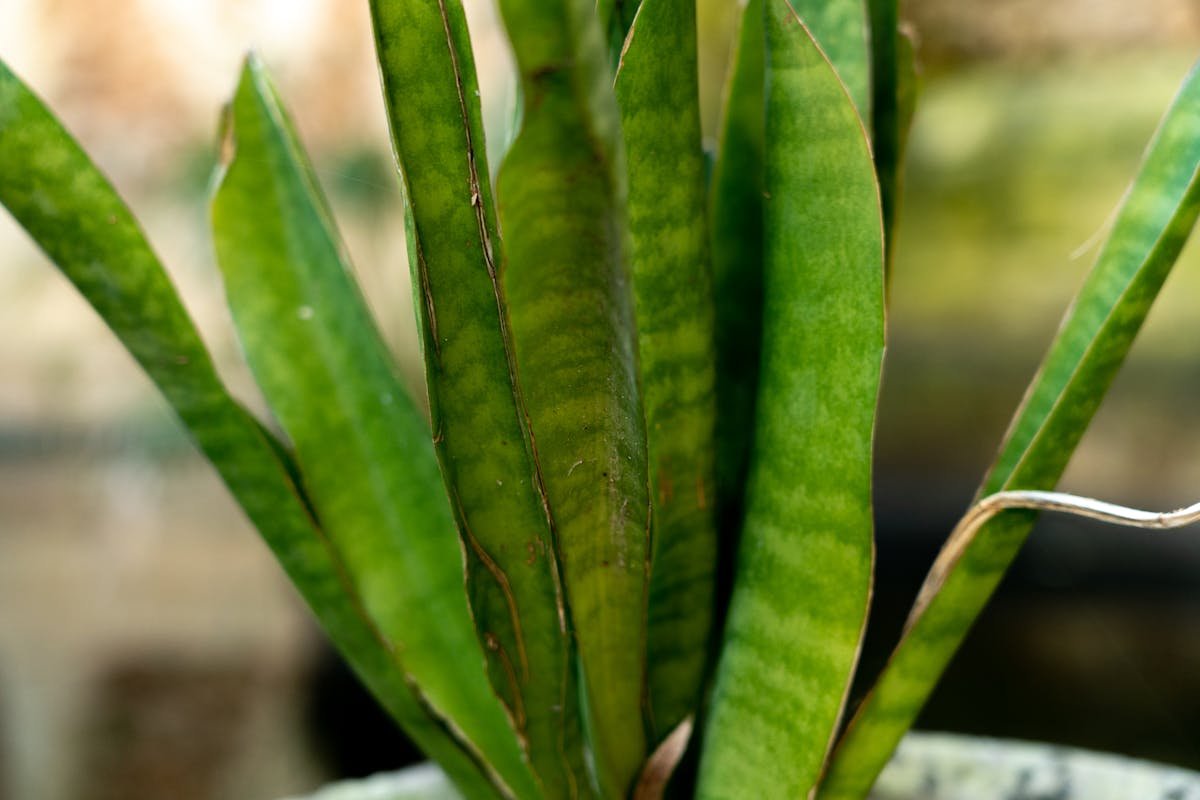 Benefits of Snake Plant: What is it Used for in Home Protection?