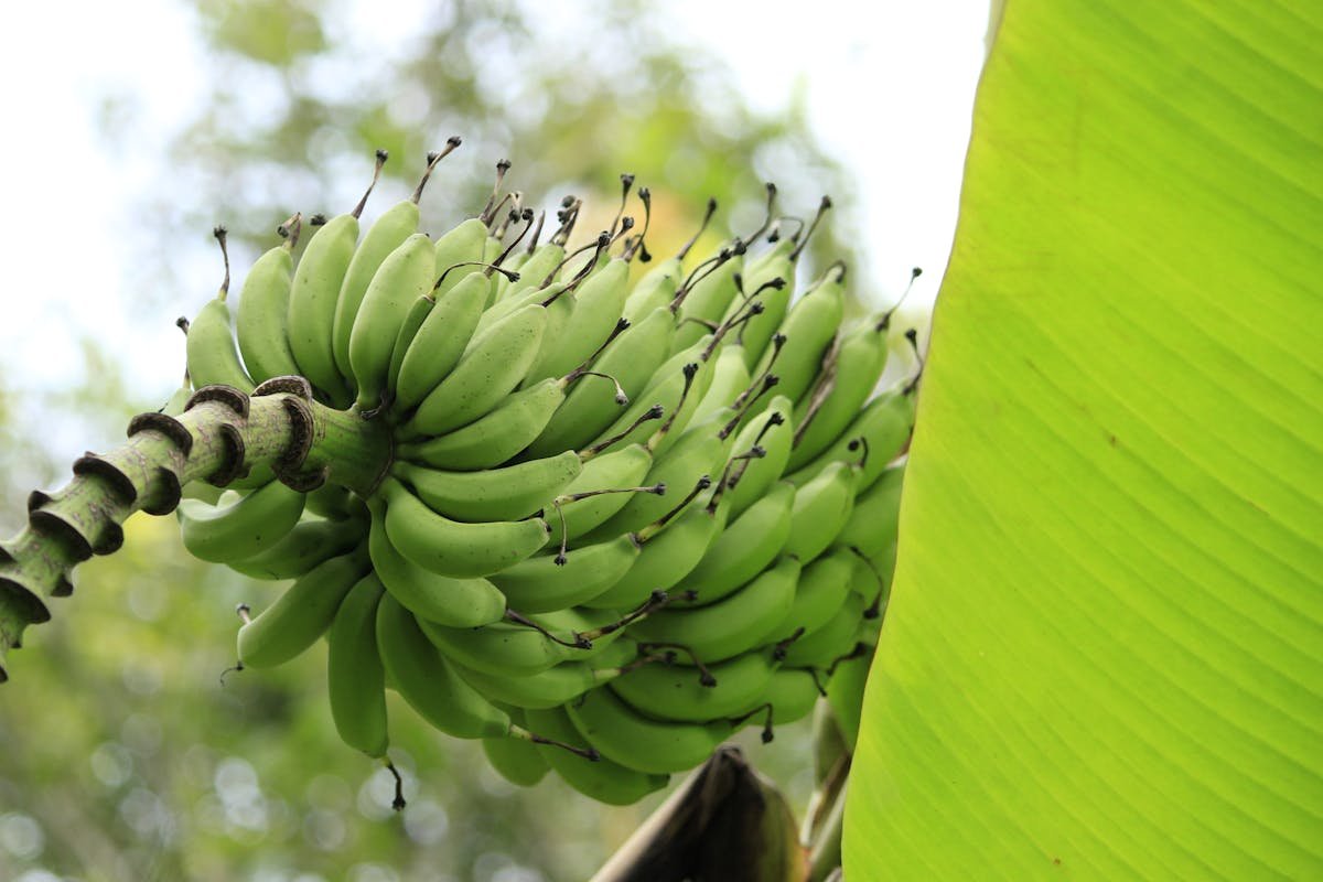 How to plant a banana tree: discover the right way to do it!
