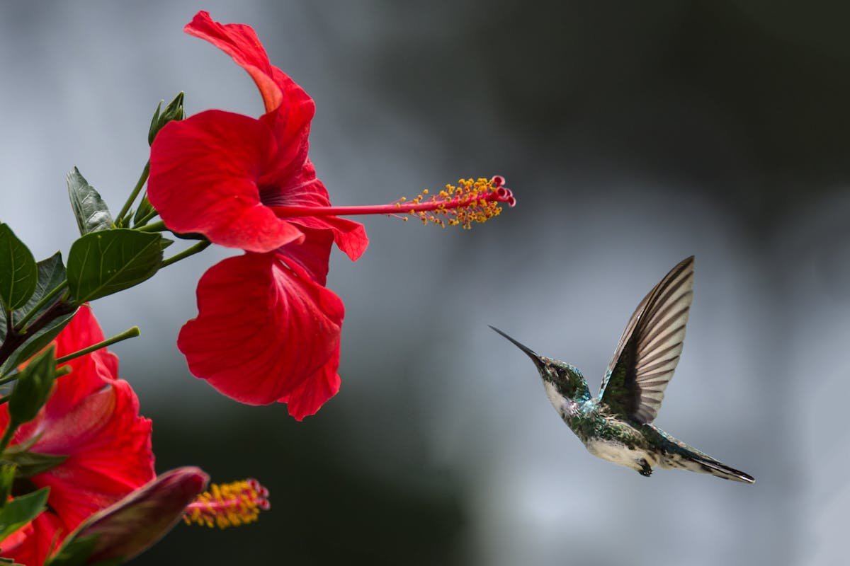 Flowers That Attract Hummingbirds: Create a Living, Enchanting Garden