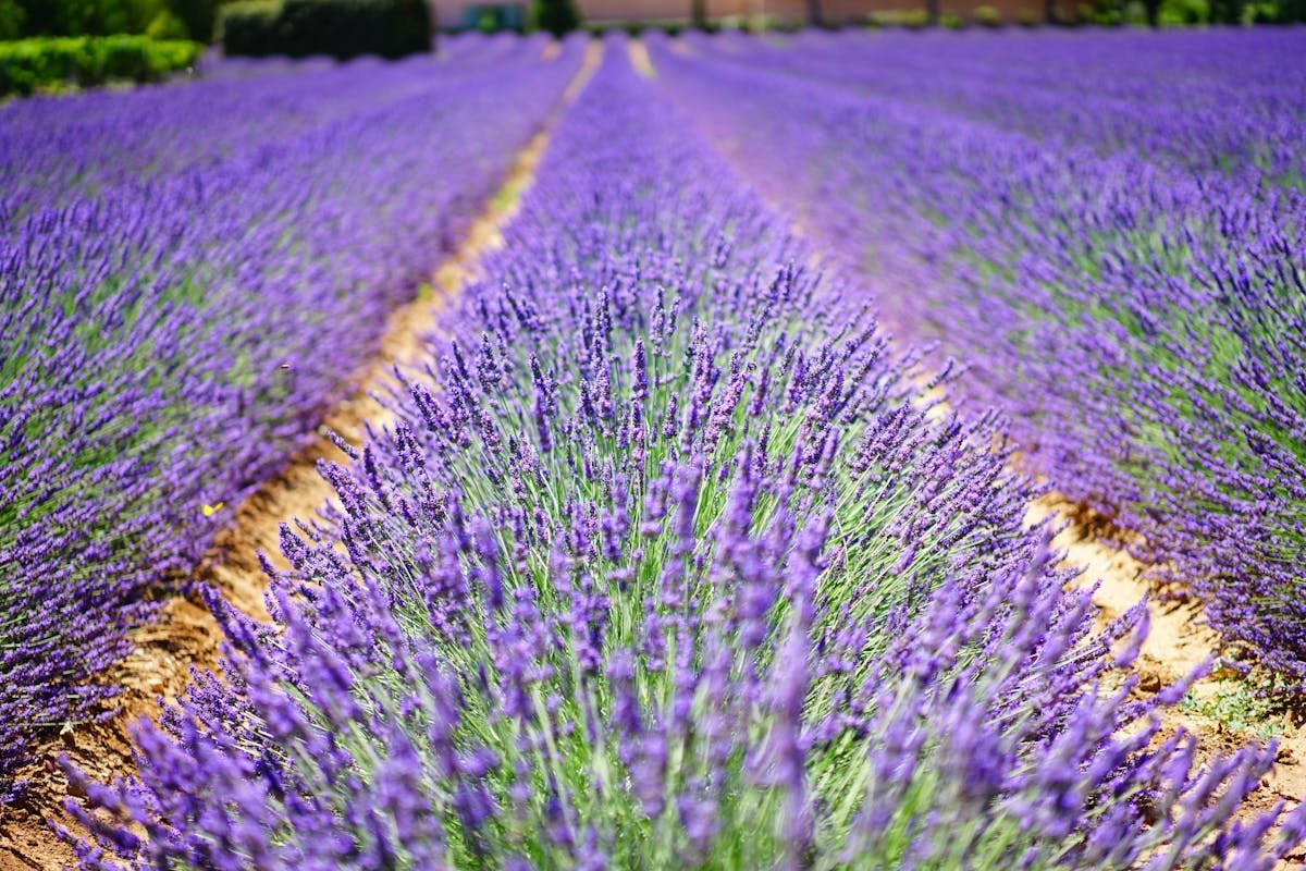 Benefits of Lavender: How can I use it at home and what are its uses?