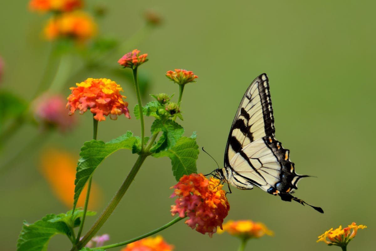 Flowers That Attract Hummingbirds: Create a Living, Enchanting Garden