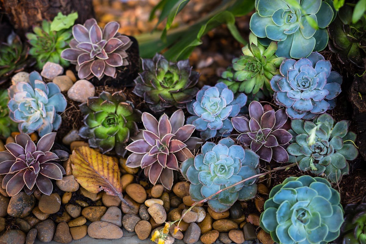Peanut Cactus: Learn All About This Plant