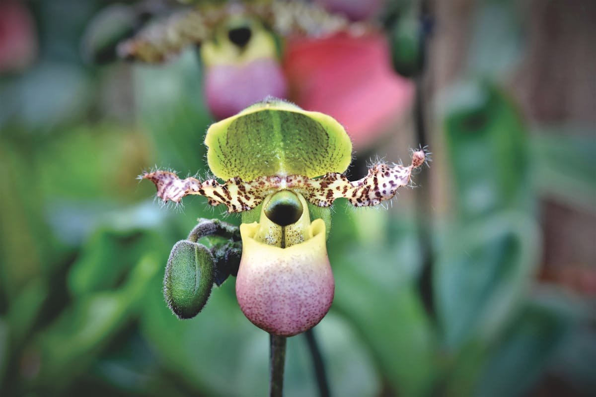 Tips for Keeping the Slipper Plant Blooming and Full of Life