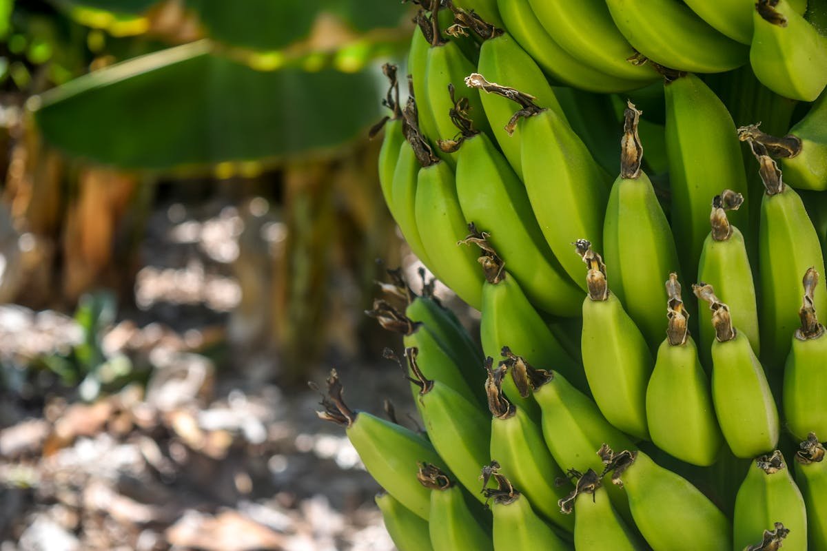 How to plant a banana tree: discover the right way to do it!