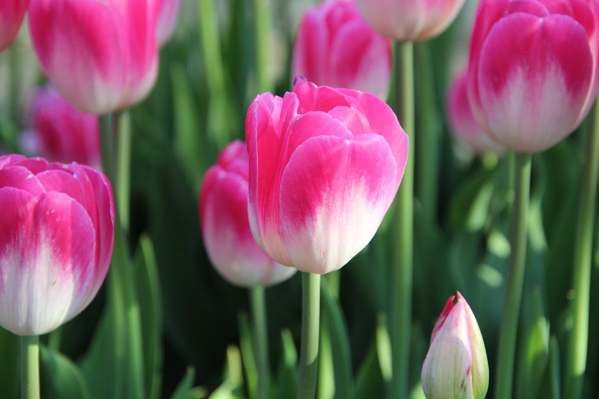 The Secret to Making the Princess Flower Bloom Longer and Enchant Your Garden