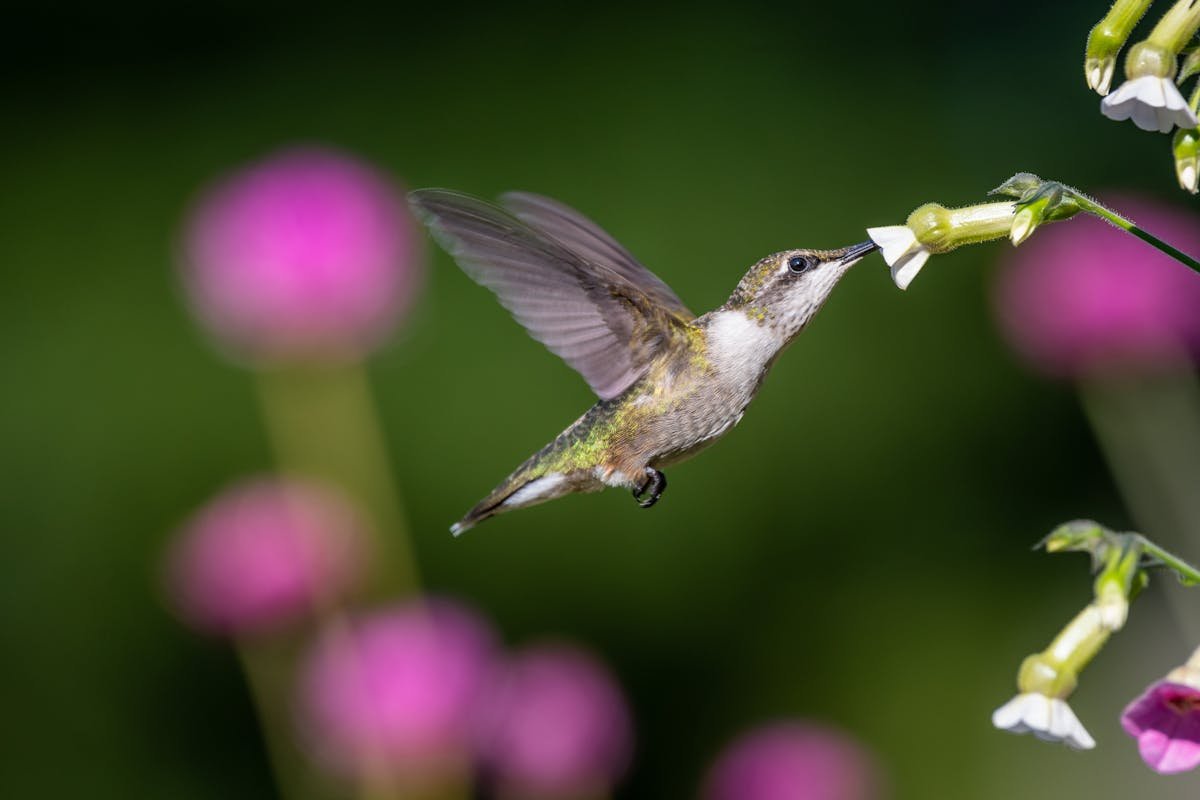 Flowers That Attract Hummingbirds: Create a Living, Enchanting Garden