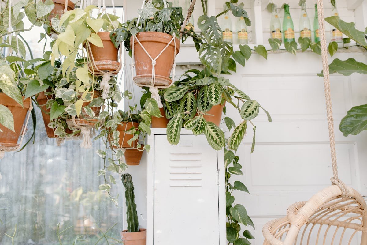 Hanging garden: learn 3 ways to create yours