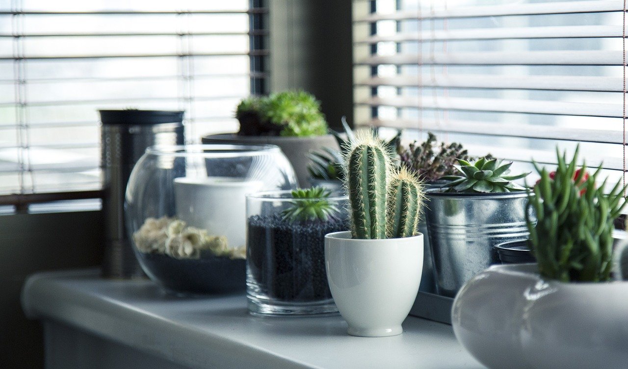 6 hardy plants that purify the air inside your home and bring freshness