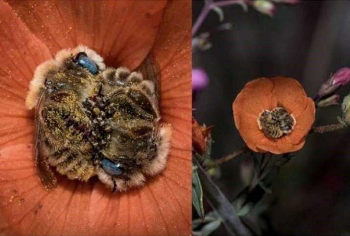 Do Bees Sleep? The Science Behind Those Flower Naps—and How to Help Tired Pollinators