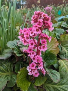 11 Easy, Colorful, Non‑Invasive Perennials You’ll Plant Once and Love For Years 27 11 Easy, Colorful, Non‑Invasive Perennials You’ll Plant Once and Love For Years