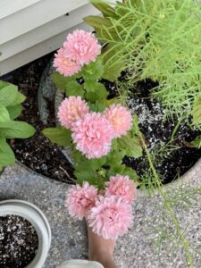 15 Best Flowers to Plant in September for Stunning Fall Blooms: Your Guide to Root-Deep Fall Magic 3 15 Best Flowers to Plant in September for Stunning Fall Blooms: Your Guide to Root-Deep Fall Magic