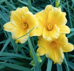 11 Easy, Colorful, Non‑Invasive Perennials You’ll Plant Once and Love For Years 14 11 Easy, Colorful, Non‑Invasive Perennials You’ll Plant Once and Love For Years