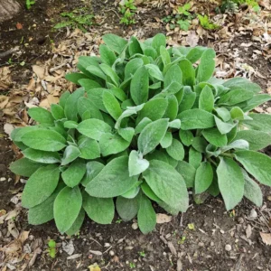 11 Easy, Colorful, Non‑Invasive Perennials You’ll Plant Once and Love For Years 11 11 Easy, Colorful, Non‑Invasive Perennials You’ll Plant Once and Love For Years