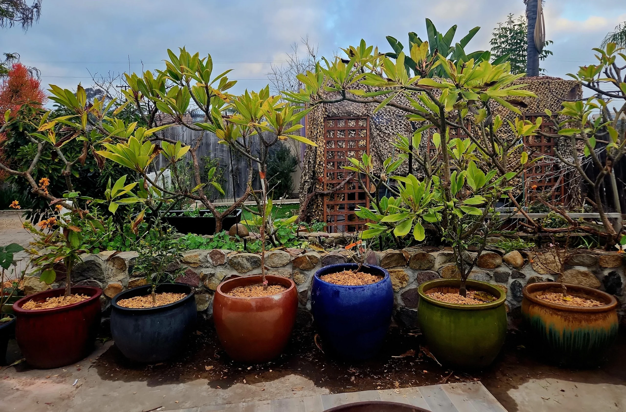 9 Tropical Fruits You Can Grow in Containers: Your Guide to Paradise on the Patio, Even in Chilly Climates