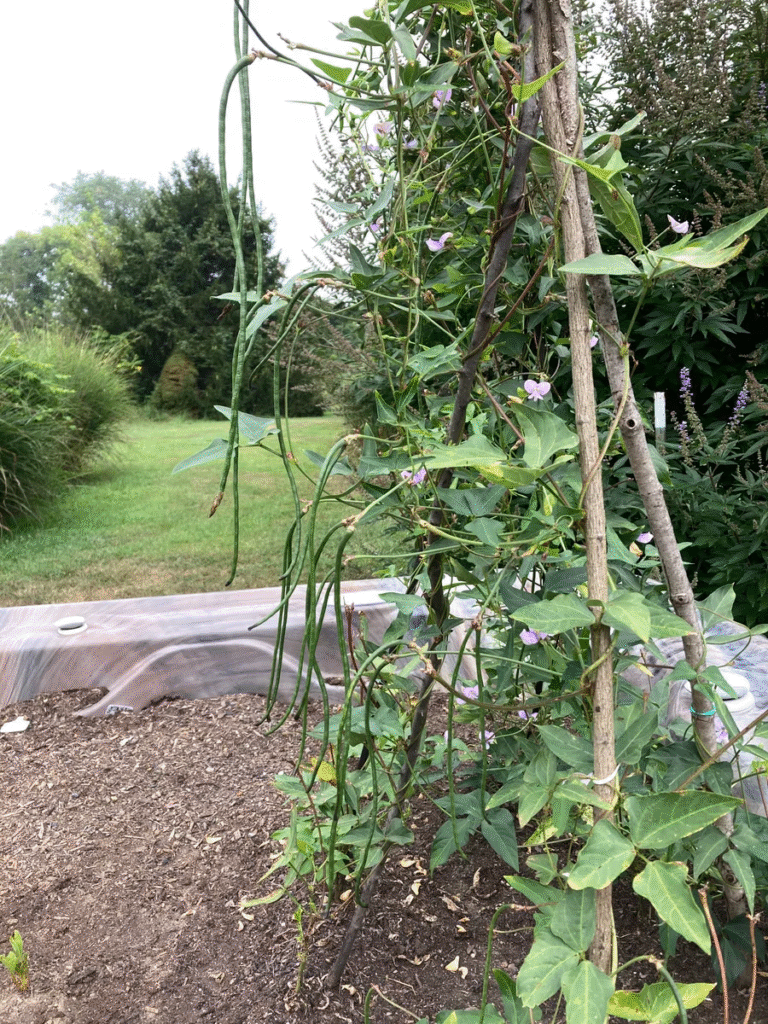 17 Giant Vegetable Varieties for Huge Yields: Grow Record-Breaking Veggies in Your Backyard! 2 17 Giant Vegetable Varieties for Huge Yields: Grow Record-Breaking Veggies in Your Backyard!