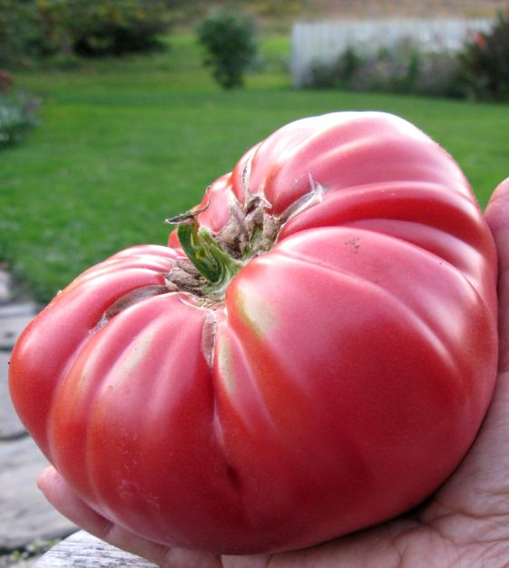 17 Giant Vegetable Varieties for Huge Yields: Grow Record-Breaking Veggies in Your Backyard! 18 17 Giant Vegetable Varieties for Huge Yields: Grow Record-Breaking Veggies in Your Backyard!