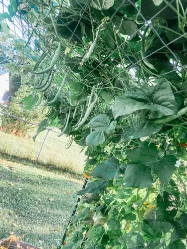 17 Giant Vegetable Varieties for Huge Yields: Grow Record-Breaking Veggies in Your Backyard! 3 17 Giant Vegetable Varieties for Huge Yields: Grow Record-Breaking Veggies in Your Backyard!