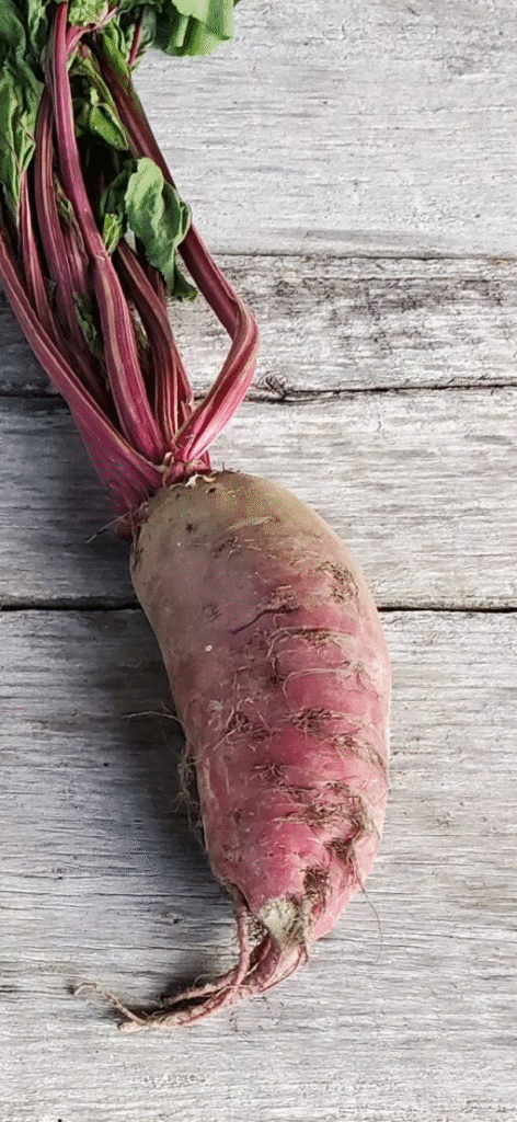 17 Giant Vegetable Varieties for Huge Yields: Grow Record-Breaking Veggies in Your Backyard! 4 17 Giant Vegetable Varieties for Huge Yields: Grow Record-Breaking Veggies in Your Backyard!