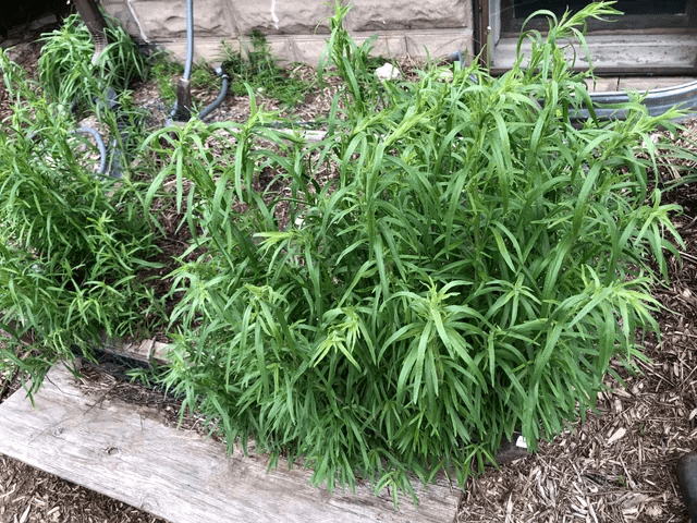 13 European Herbs That Thrive in Autumn: Your Guide to Flavorful Fall Planting and Pollinator Magic