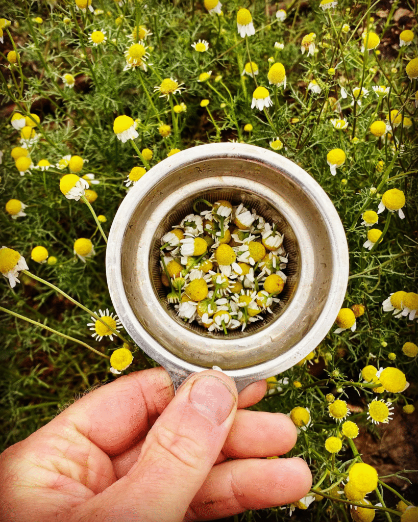 13 European Herbs That Thrive in Autumn: Your Guide to Flavorful Fall Planting and Pollinator Magic